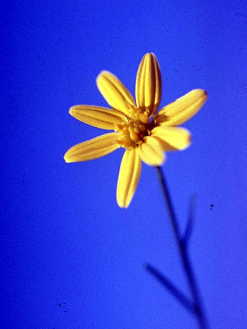 Amphiachyris dracunculoides (Prairie broomweed) #4574