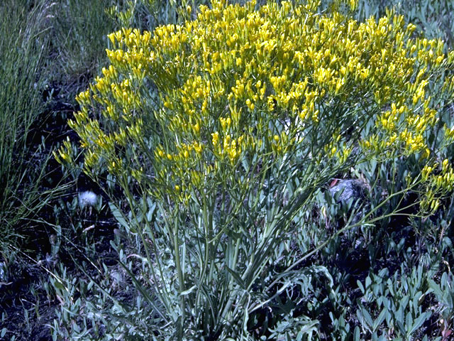 Gutierrezia sarothrae (Broom snakeweed) #4578