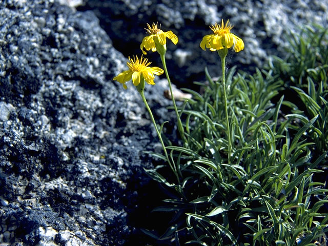 Stenotus acaulis (Stemless mock goldenweed) #4583