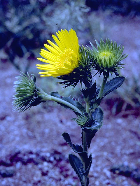 Grindelia papposa (Spanish gold) #4586