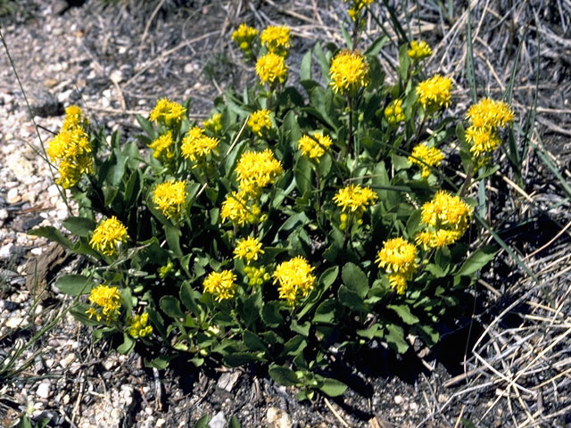 Oreochrysum parryi (Parry's goldenrod) #4599