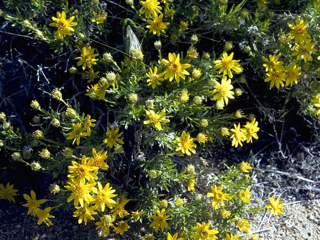 Machaeranthera pinnatifida var. pinnatifida (Lacy tansyaster) #4603