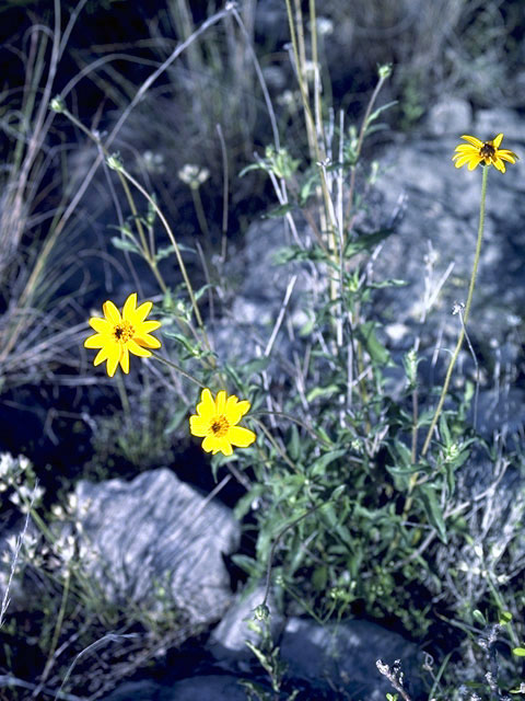 Helenium bigelovii (Bigelow's sneezeweed) #4617