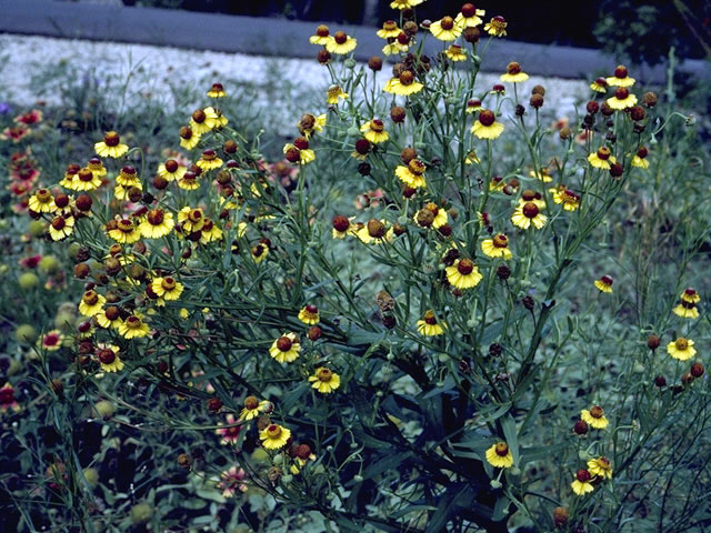 Helenium flexuosum (Purplehead sneezeweed) #4622