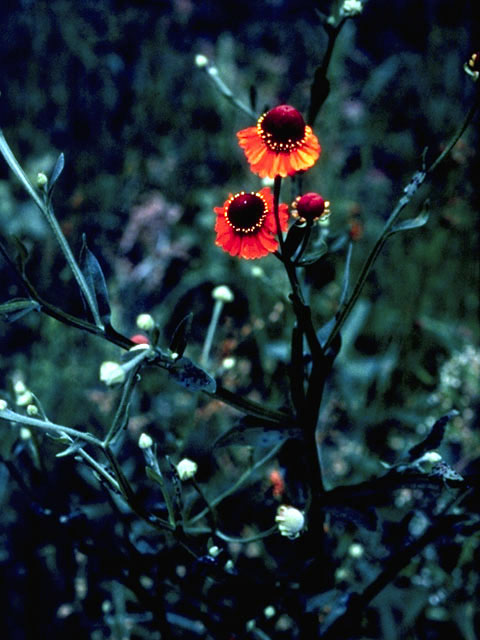 Helenium flexuosum (Purplehead sneezeweed) #4630