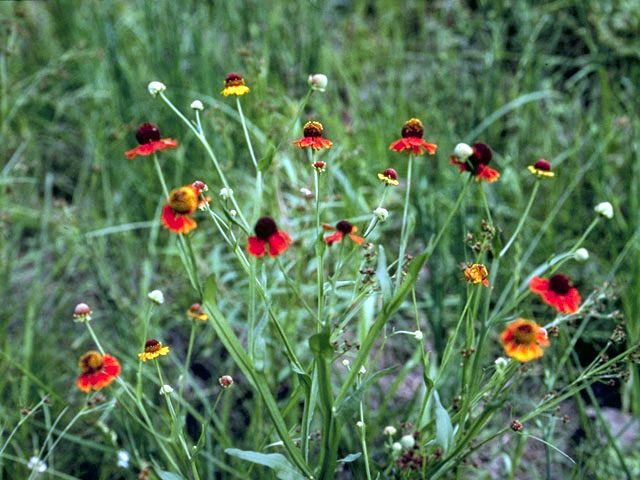 Helenium flexuosum (Purplehead sneezeweed) #4631