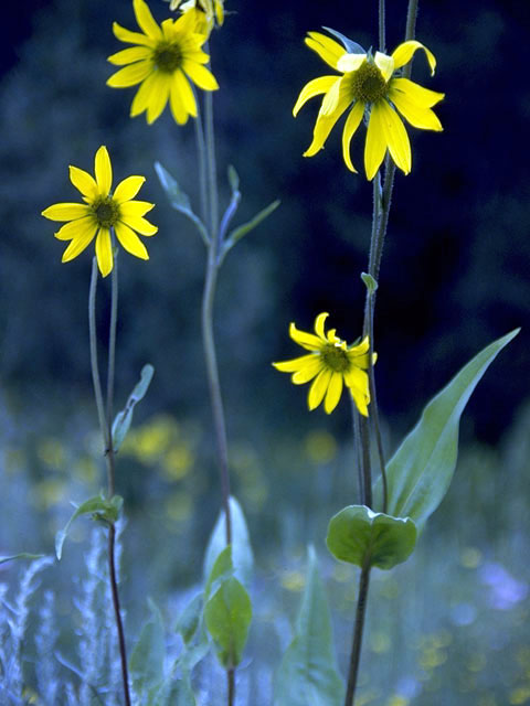 Helianthella quinquenervis (Fivenerve helianthella) #4637