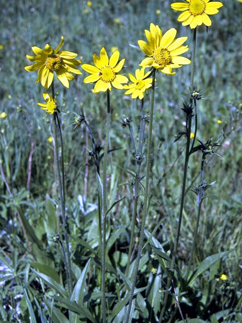 Helianthella quinquenervis (Fivenerve helianthella) #4638