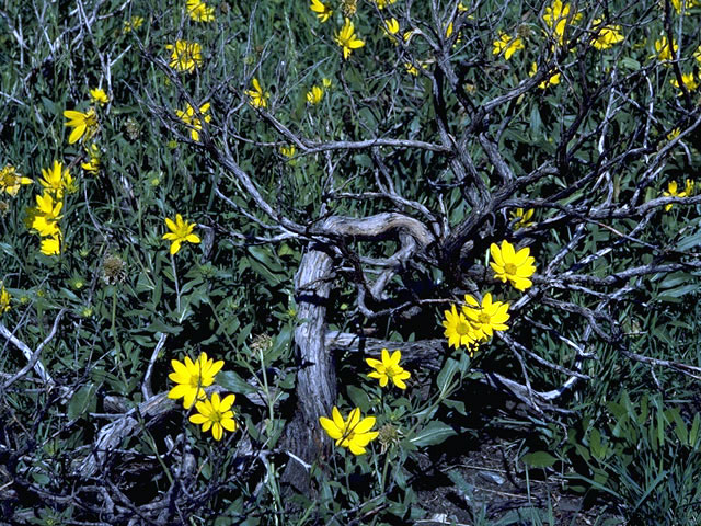 Helianthella quinquenervis (Fivenerve helianthella) #4640