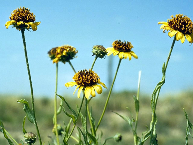 Helianthus ciliaris (Texas blueweed) #4662