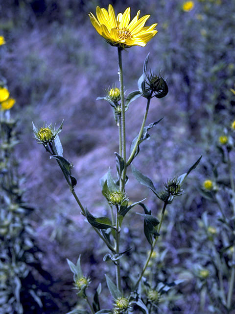 Helianthus pauciflorus (Stiff sunflower) #4683