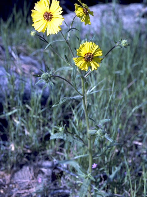 Deinandra corymbosa ssp. corymbosa (Coastal tarweed) #4722