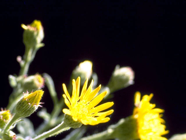 Heterotheca grandiflora (Telegraphweed) #4728