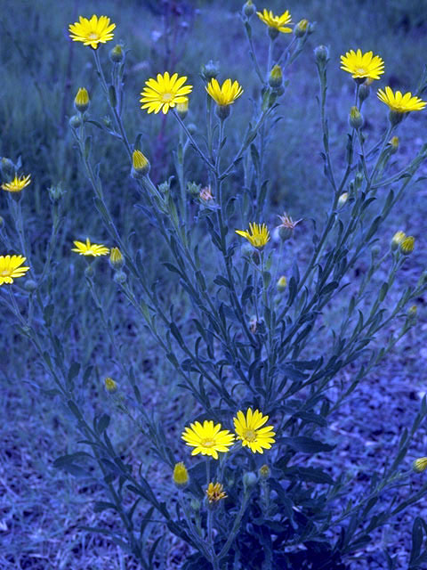 Chrysopsis pilosa (Soft goldenaster) #4731