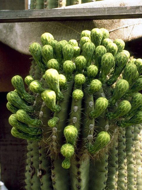 Carnegiea gigantea (Saguaro) #4737