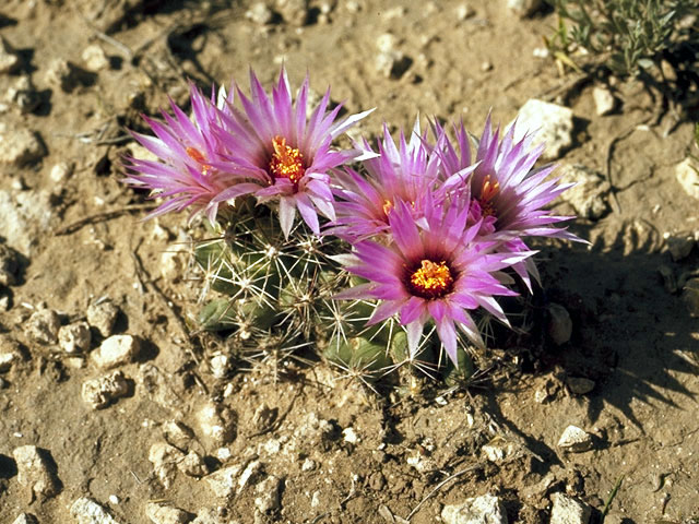 Escobaria vivipara var. vivipara (Spinystar) #4752