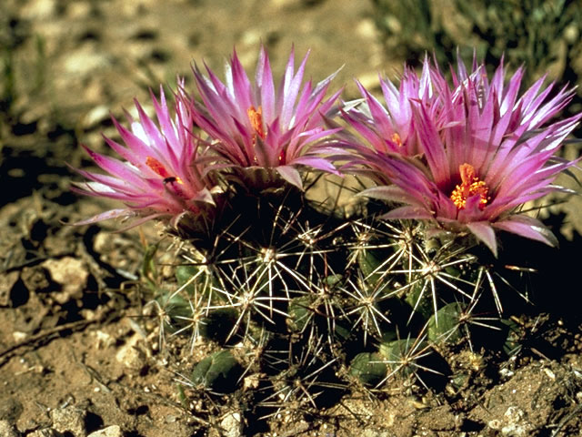 Escobaria vivipara var. vivipara (Spinystar) #4754