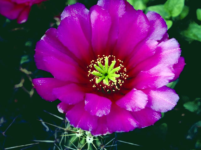 Echinocereus fendleri (Pinkflower hedgehog cactus) #4784