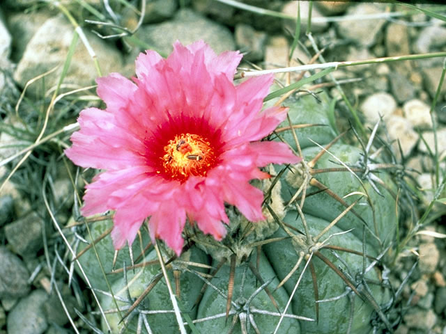 Echinocactus horizonthalonius (Devilshead) #4787