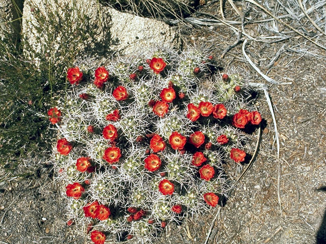 Echinocereus triglochidiatus (Claret cup) #4807