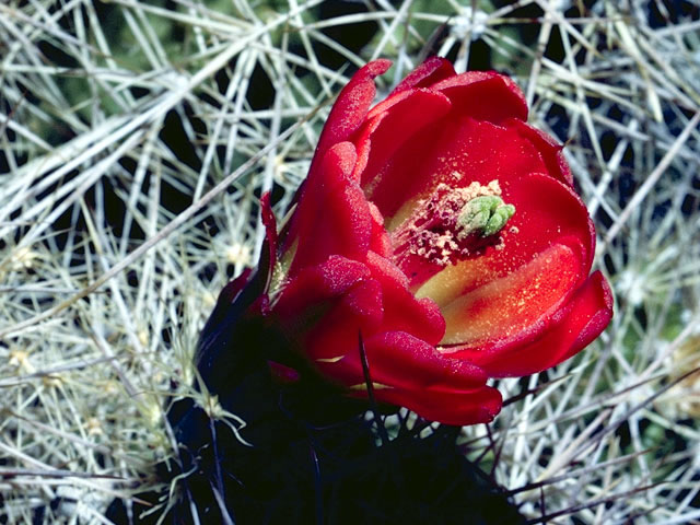 Echinocereus triglochidiatus (Claret cup) #4808