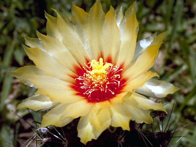 Thelocactus setispinus (Miniature barrel cactus) #4816