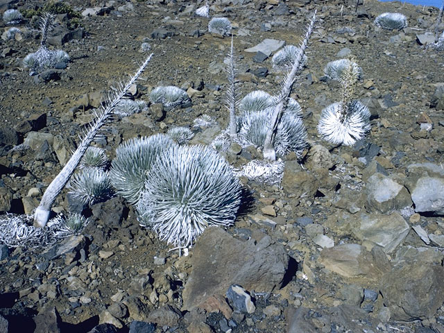 Argyroxiphium sandwicense (Hawai'i silversword) #4893