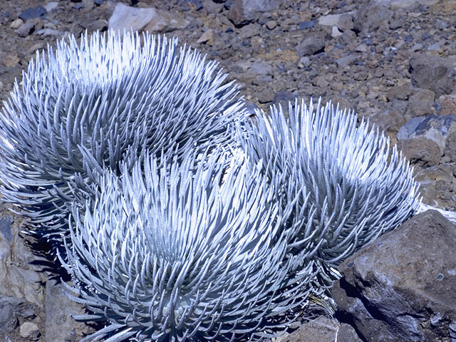 Argyroxiphium sandwicense (Hawai'i silversword) #4894