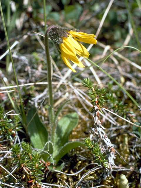 Arnica lessingii (Nodding arnica) #4913