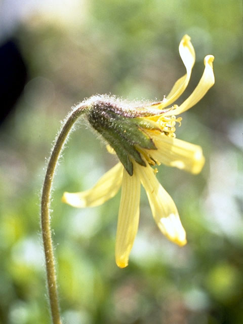 Arnica lessingii (Nodding arnica) #4914