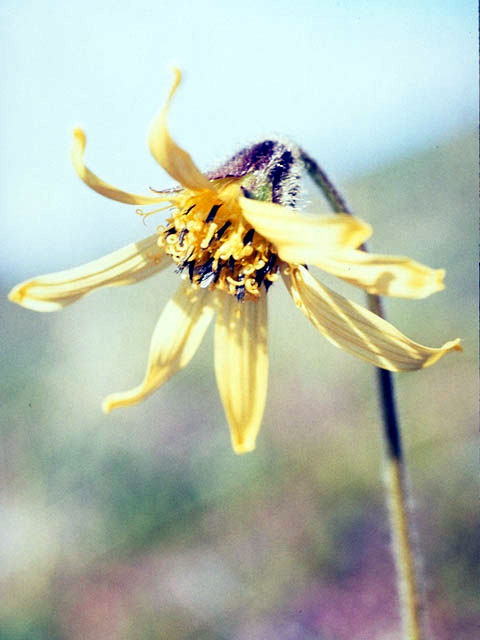 Arnica lessingii (Nodding arnica) #4915