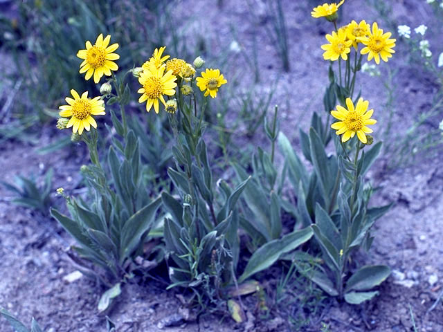 Arnica longifolia (Spearleaf arnica) #4916