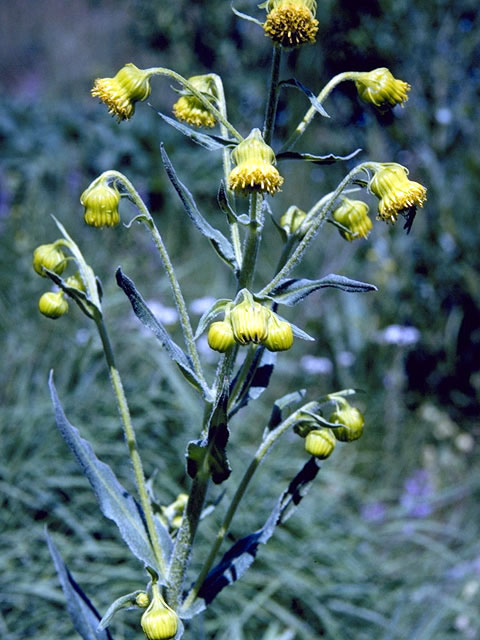 Senecio bigelovii (Nodding ragwort) #4920