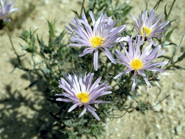 Xylorhiza tortifolia var. tortifolia (Mojave woody-aster) #4932