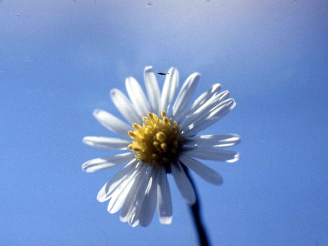 Symphyotrichum divaricatum (Southern annual saltmarsh aster) #4953