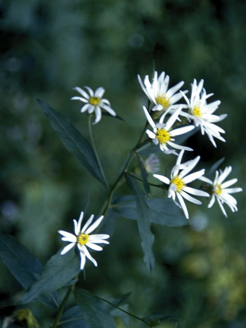 Symphyotrichum foliaceum (Alpine leafy-bract aster) #4954