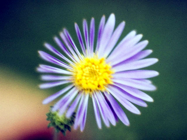 Symphyotrichum prenanthoides (Crookedstem aster) #4994