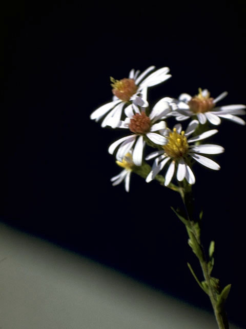 Symphyotrichum cordifolium (Broad-leaved aster) #5000