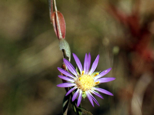 Symphyotrichum sericeum (Western silver aster) #5004