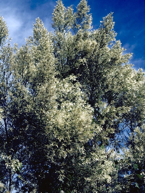 Baccharis neglecta (False willow) #5037