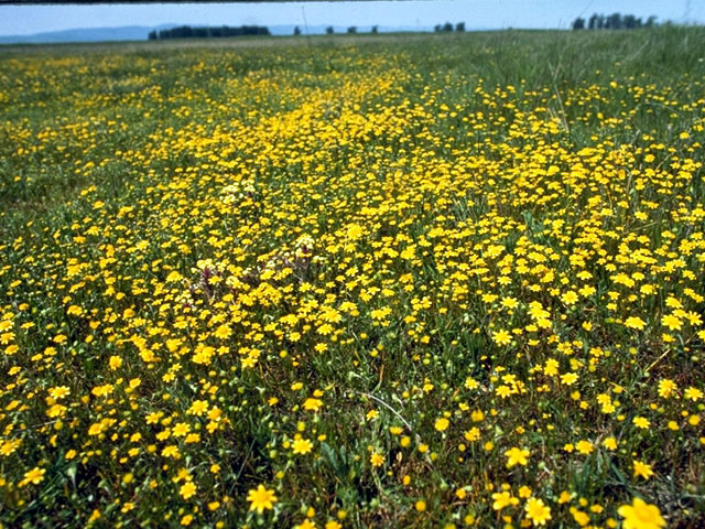 Lasthenia californica (California goldfields) #5042