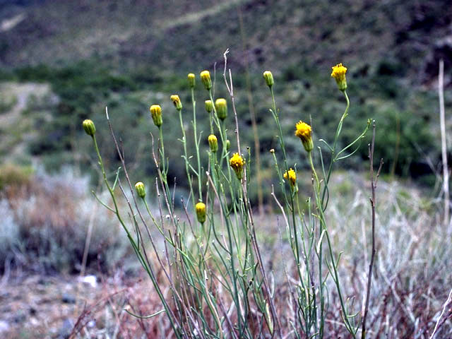 Bebbia juncea (Sweetbush) #5065