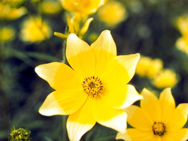 Bidens coronata (Crowned beggarticks) #5099