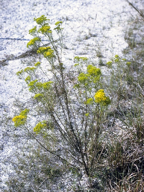 Bigelowia nudata (Pineland rayless goldenrod) #5113