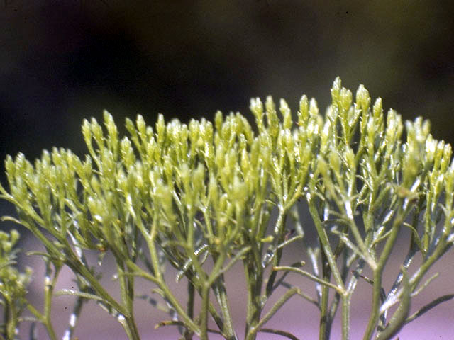 Bigelowia nudata (Pineland rayless goldenrod) #5114