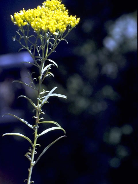 Bigelowia nudata (Pineland rayless goldenrod) #5115