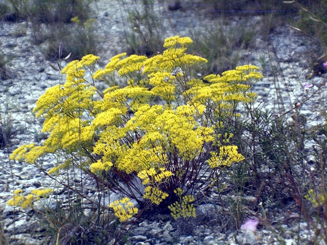 Paronychia virginica (Whitlow-wort) #5119