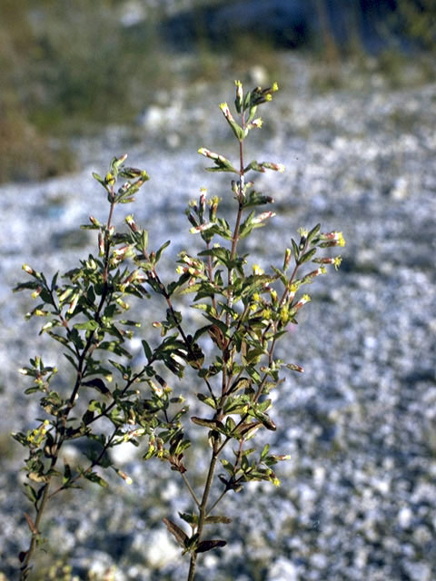 Brickellia cylindracea (Gravel-bar brickellbush) #5132