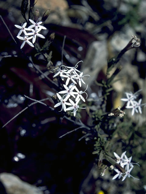 Carphochaete bigelovii (Bigelow's bristlehead) #5150