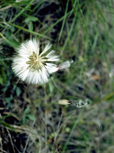 Chaptalia texana (Texas silverpuff) #5191